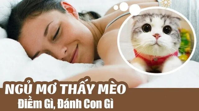 Khám phá ngay con số may mắn trong lô đề khi mơ thấy mèo là gì?